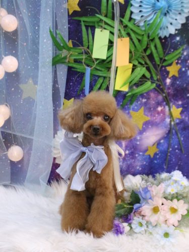 20250715茶々丸くん